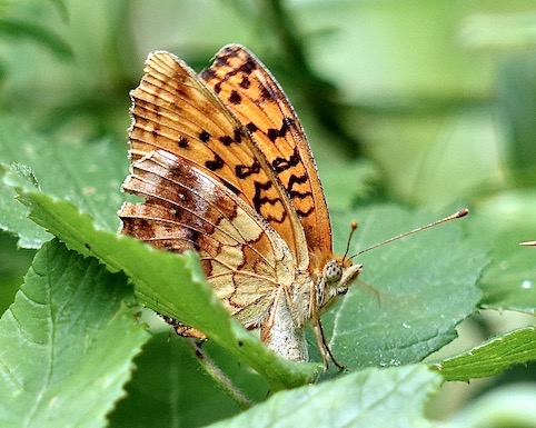 marbled fritillary